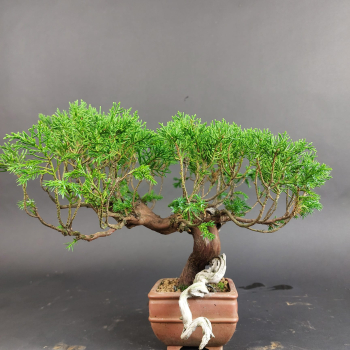 Bonsai - Wacholder, Juniperus Chinensis, Masahiko Kimura, Shohin